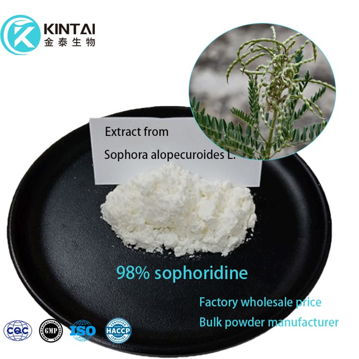 Sophoridin pulver
